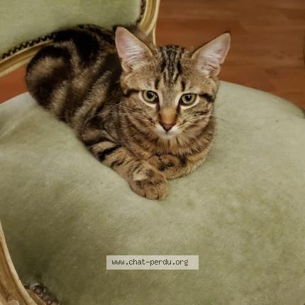 Photo de chat perdu à Lugny