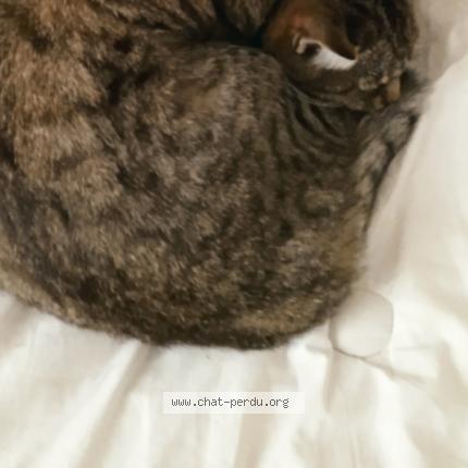 Photo 1/1 Chat retrouvé Perdu à Bordeaux