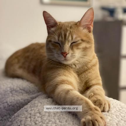 Photo 1/1 Chat retrouvé Perdu à Bouchemaine