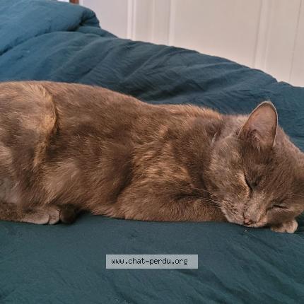 Photo 1/1 Chat retrouvé Perdu à Tours