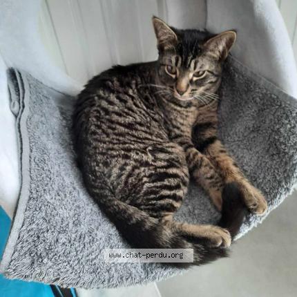 Photo de chat perdu à Saint Sebastien Loire
