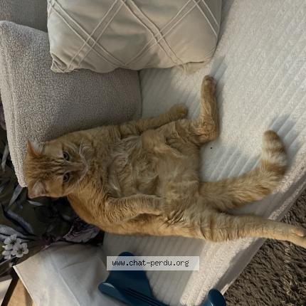 Photo de chat perdu à Le Cannet
