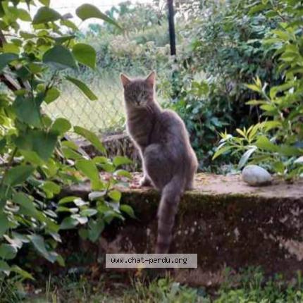 Photo 1/1 Chat retrouvé Perdu à Thiers