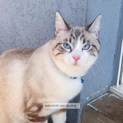Photo de chat perdu à Malbouhans