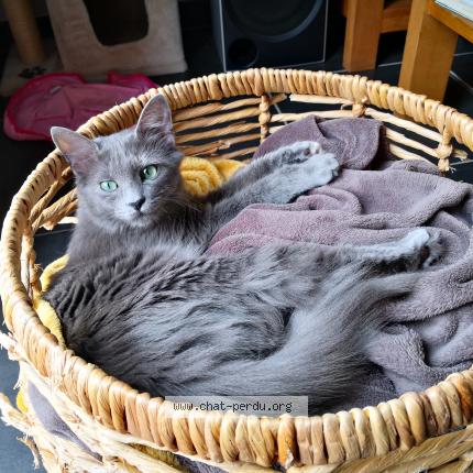 Photo 1/1 Chat retrouvé Perdu à Moulins