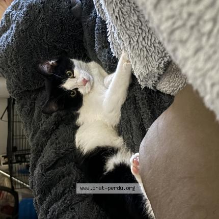 Photo 1/1 Chat retrouvé Perdu à Kindwiller