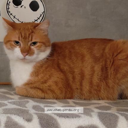 Photo de chat perdu à Aubiere