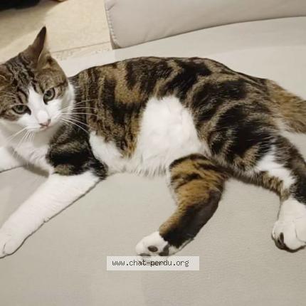 Photo de chat perdu à Hebuterne