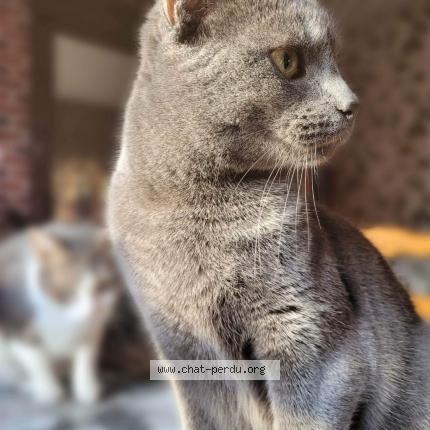 Photo 1/1 Sirius Chat perdu à Epehy