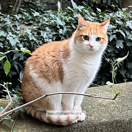 Photo 1/1 Chat retrouvé Perdu à Nantes