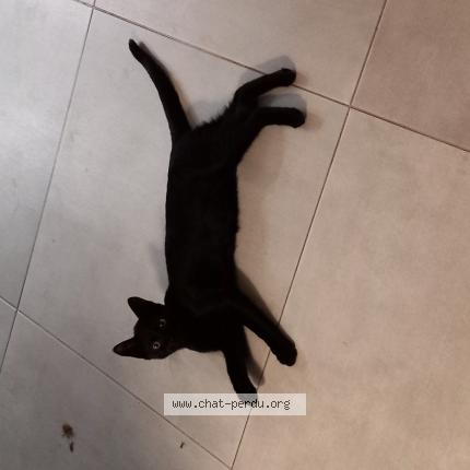 Photo de chat perdu à Clezentaine