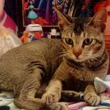 Photo de chat perdu à Ratlam