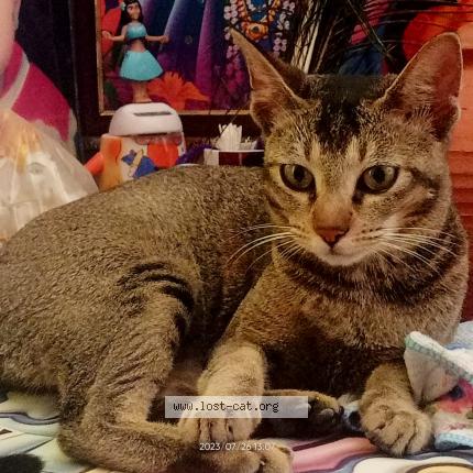 Photo 1/1 Mizuki Chat perdu à Ratlam