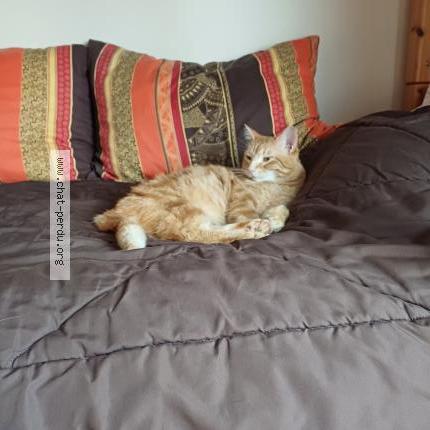 Photo 1/1 KIMI Chat perdu à Saint dizier