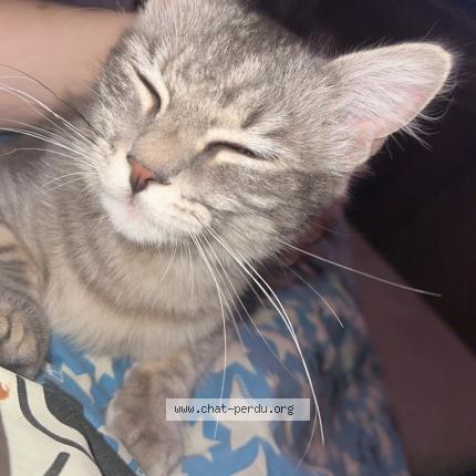 Photo de chat perdu à Saint Etienne