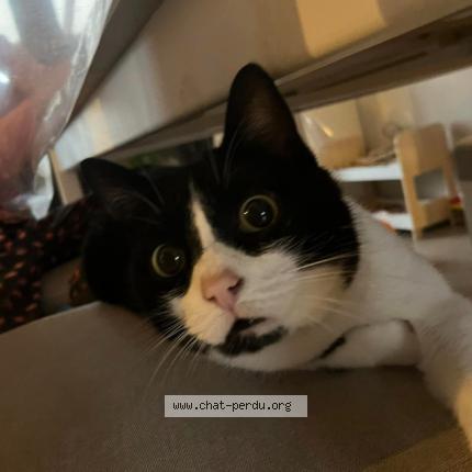 Photo de chat perdu à Morigny Champigny
