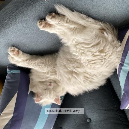 Photo de chat perdu à Draguignan