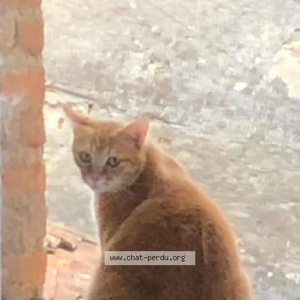 Photo 1/1 Chat retrouvé Perdu à Coron