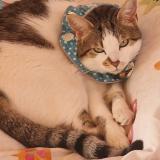 Photo de chat perdu à Ornex