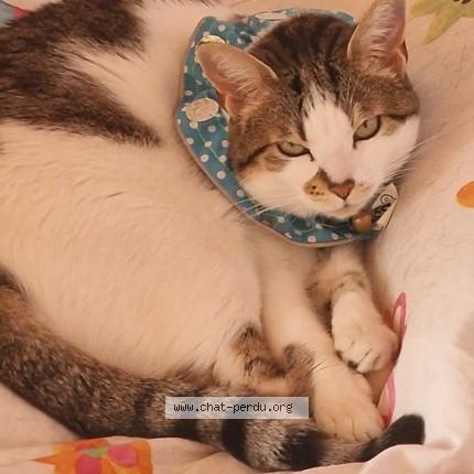 Photo 1/1 Chat retrouvé Perdu à Ornex