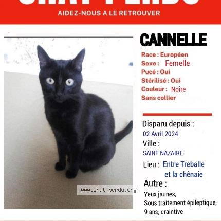 Photo de chat perdu à Saint Nazaire