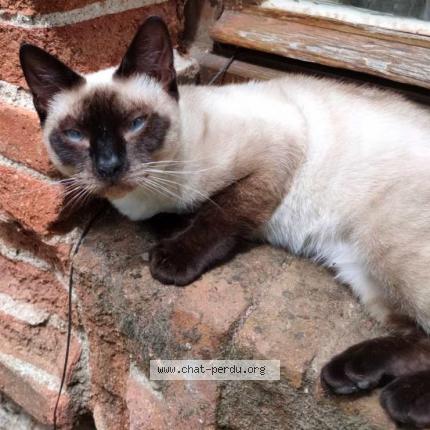 Photo 1/1 Chat retrouvé Perdu à Cholet