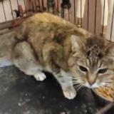 Photo de chat trouvé à Saint Saturnin Du Bois