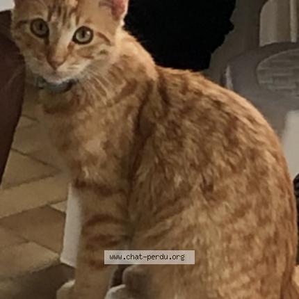 Photo de chat perdu à Vernouillet
