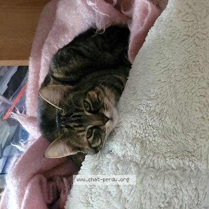 Photo 1/1 Chat retrouvé Perdu à Feucherolles