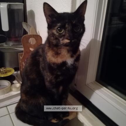 Photo 1/1 Chat retrouvé Perdu à Morvillars
