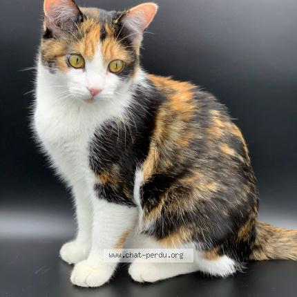 Photo de chat perdu à Joinville Le Pont