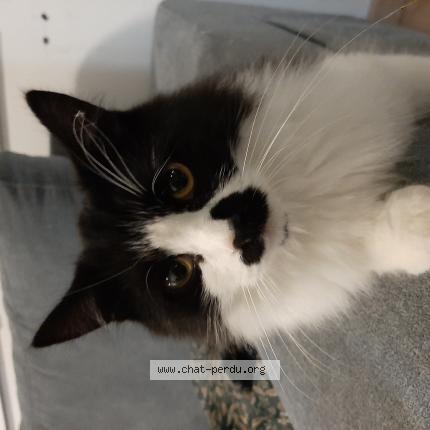 Photo de chat perdu à Chartres