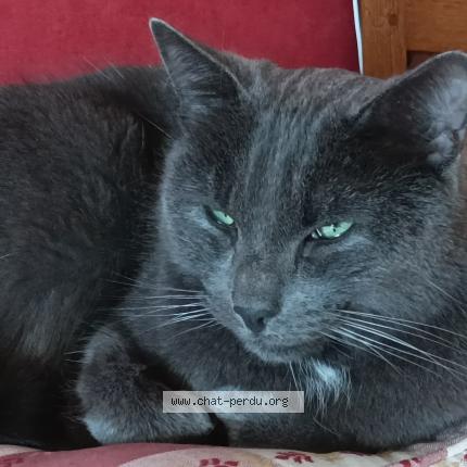 Photo 1/1 Chat retrouvé Perdu à Dieppe
