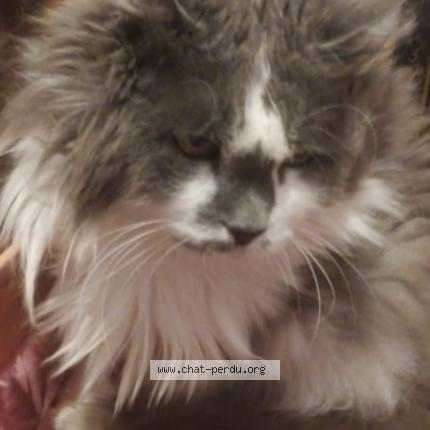 Photo de chat perdu à Cugnaux