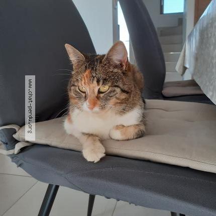 Photo 1/1 Lima Chat perdu à Niederroedern