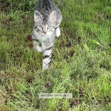 Photo de chat perdu à Montcresson