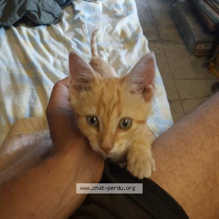 Photo de chat perdu à Lunel