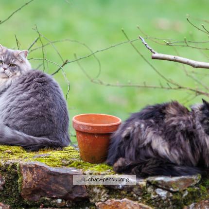 Photo 1/1 Taiko Chat perdu à Bazaiges