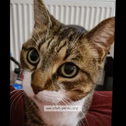 Photo 1/1 Taz Chat perdu à Sartrouville