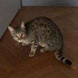 Photo de chat perdu à Vauciennes