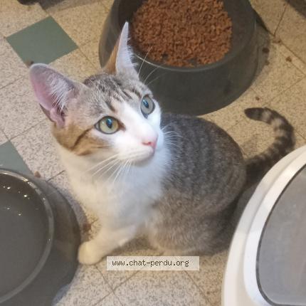 Photo 1/1 Corvette Chat perdu à Severac