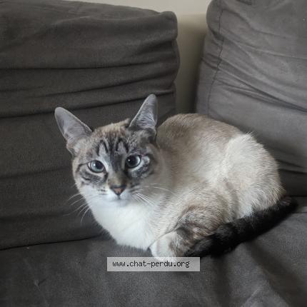 Photo de chat perdu à Nantes