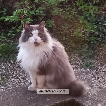 Photo 1/1 Chat retrouvé Trouvé à Saint Remy