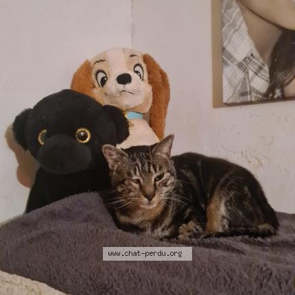 Photo de chat perdu à Rennes