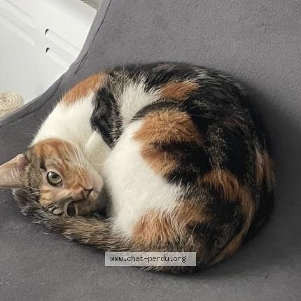 Photo 1/1 Lana Chat perdu à Nantes