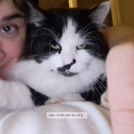 Photo 1/1 Chat retrouvé Perdu à Vigneux Sur Seine