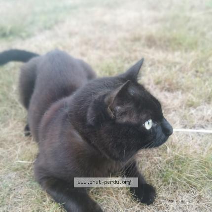 Photo 1/1 Chat retrouvé Perdu à Paimpont