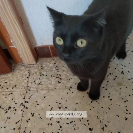Photo 1/1 Chat retrouvé Perdu à Marignane