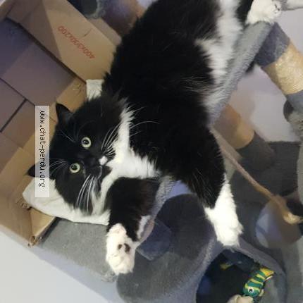 Photo de chat perdu à Pressigny Les Pins France