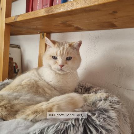Photo 1/1 Chat retrouvé Perdu à Lyon
